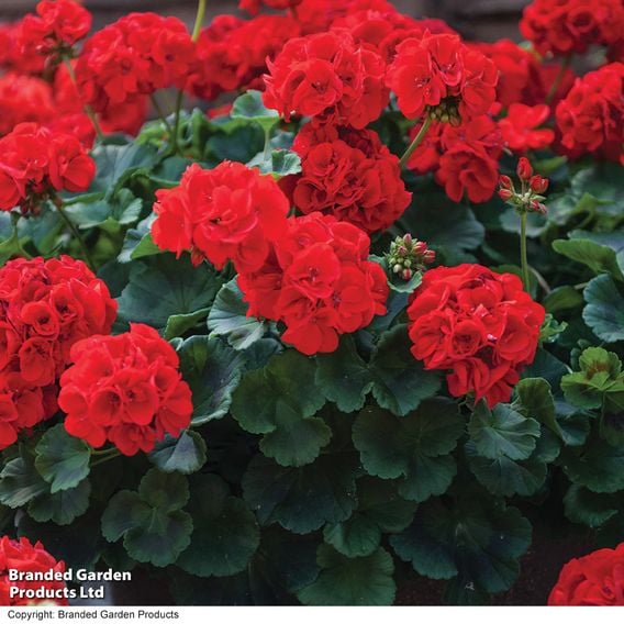 Geranium 'Best Red' F1