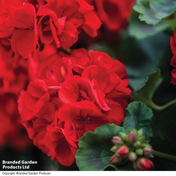 Geranium 'Best Red' F1