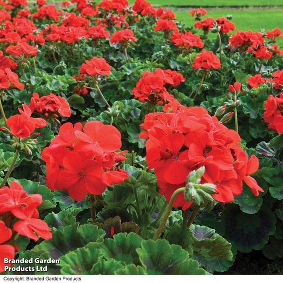 Geranium 'Best Red' F1