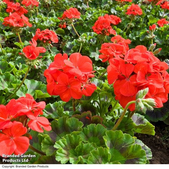 Geranium 'Best Red' F1