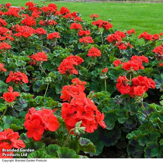 Geranium 'Best Red' F1