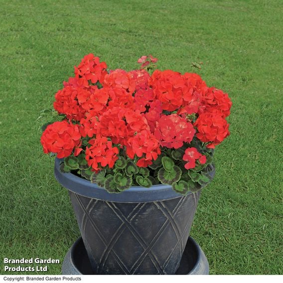 Geranium 'Best Red' F1