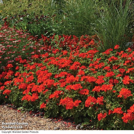 Geranium 'Best Red' F1
