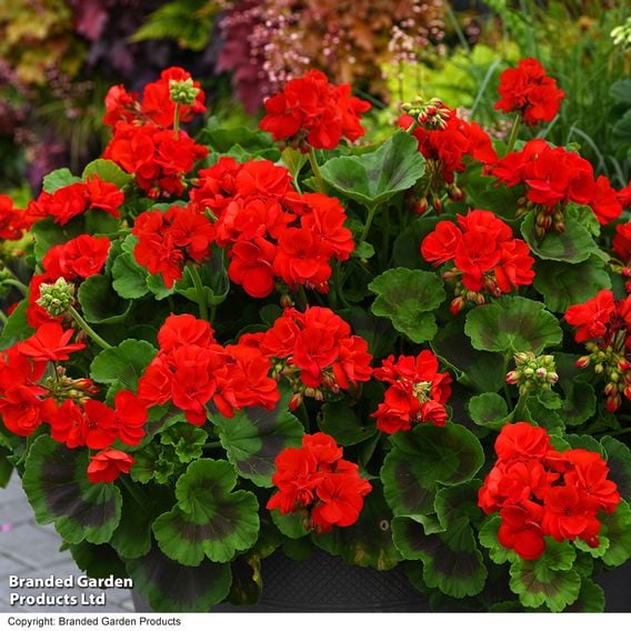 Geranium 'Best Red' F1