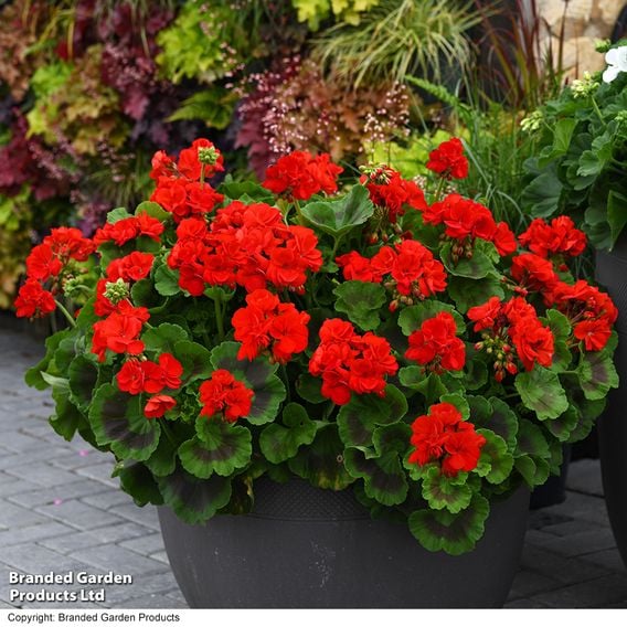 Geranium 'Best Red' F1