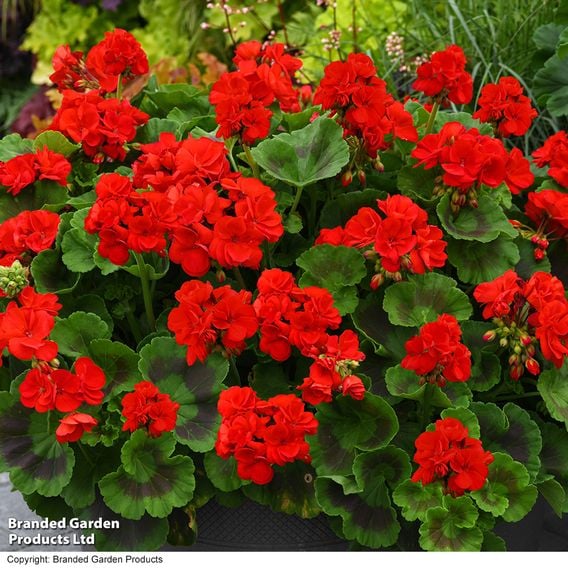 Geranium 'Best Red' F1