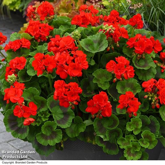 Geranium 'Best Red' F1