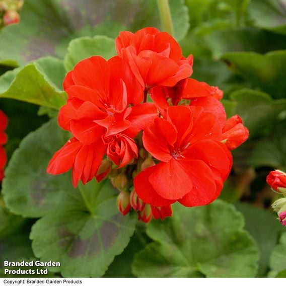 Geranium 'Best Red' F1