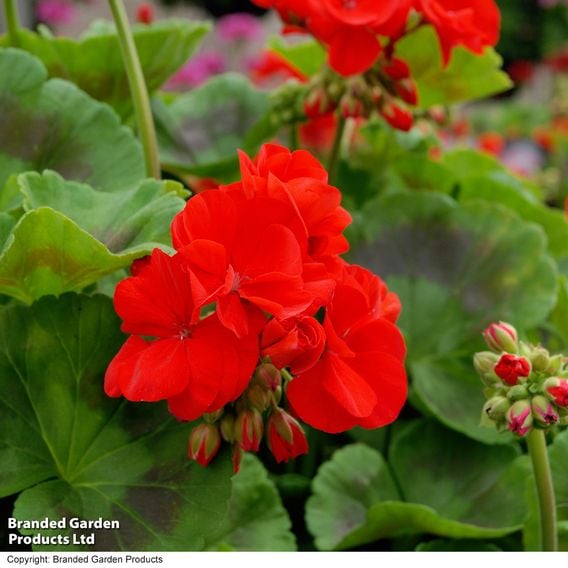 Geranium 'Best Red' F1