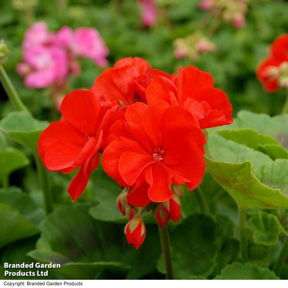 Geranium 'Best Red' F1