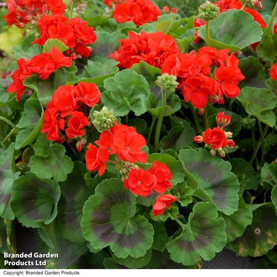 Geranium 'Best Red' F1
