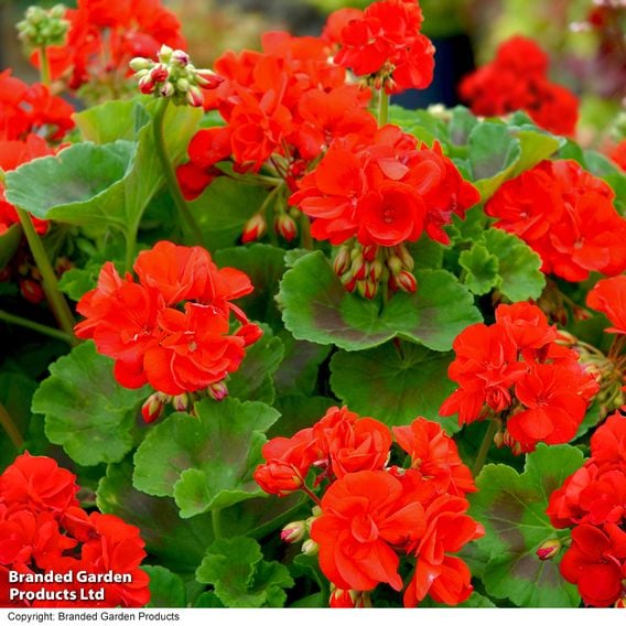 Geranium 'Best Red' F1