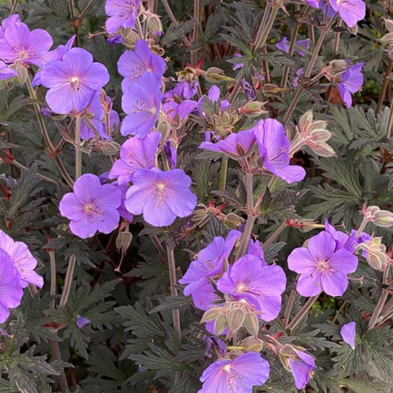 Geranium pratense 'Boom Chocolatta'