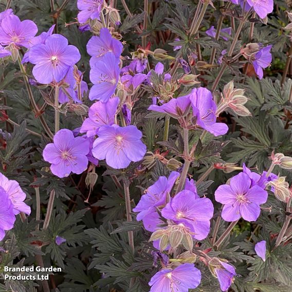 Geranium pratense 'Boom Chocolatta'