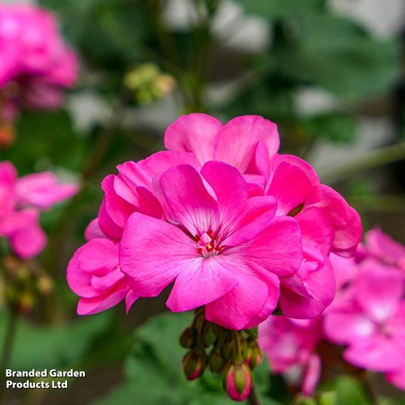 Geranium 'Jackpot Candyfloss' Mix
