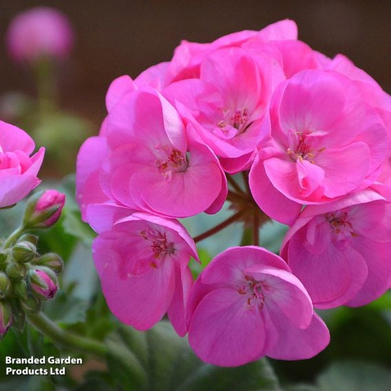 Geranium 'Jackpot Candyfloss' Mix