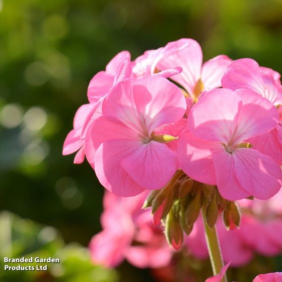 Geranium 'Jackpot Candyfloss' Mix
