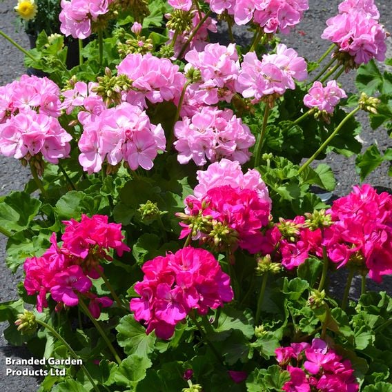 Geranium 'Jackpot Candyfloss' Mix