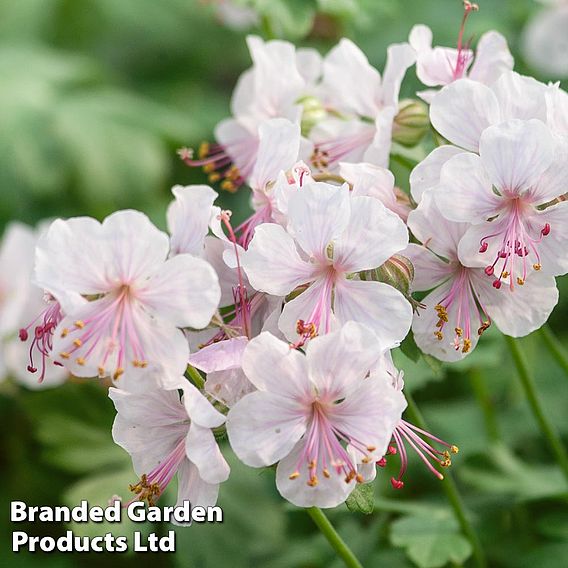 Geranium cantabrigiense 'Biokovo'