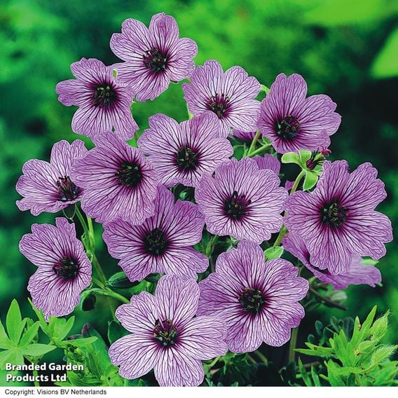 Geranium cinereum 'Ballerina'