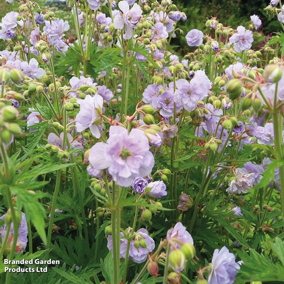 Geranium pratense 'Cloud Nine'
