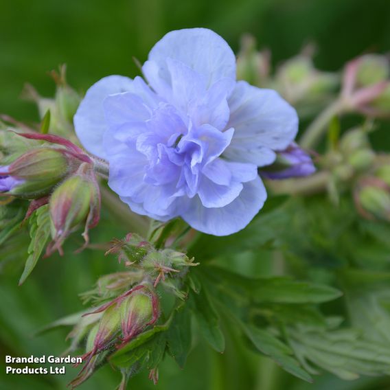Geranium pratense 'Cloud Nine'