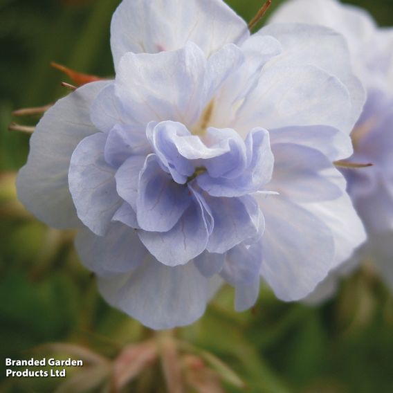 Geranium pratense 'Cloud Nine'