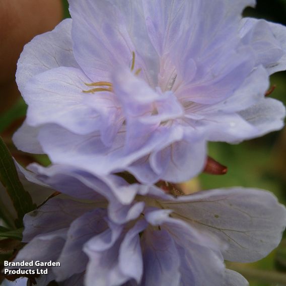 Geranium pratense 'Cloud Nine'