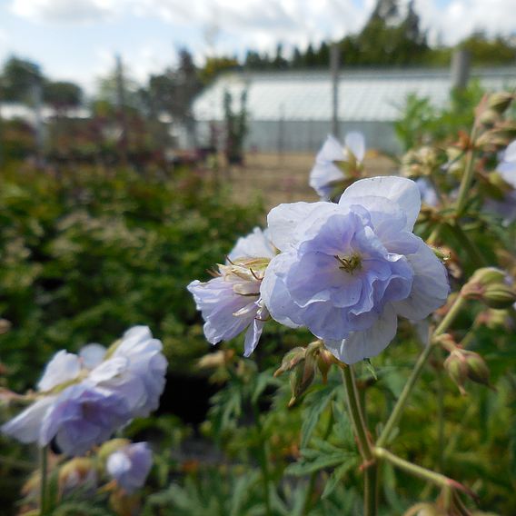 Geranium pratense 'Cloud Nine'