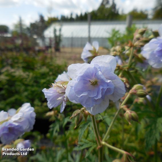 Geranium pratense 'Cloud Nine'