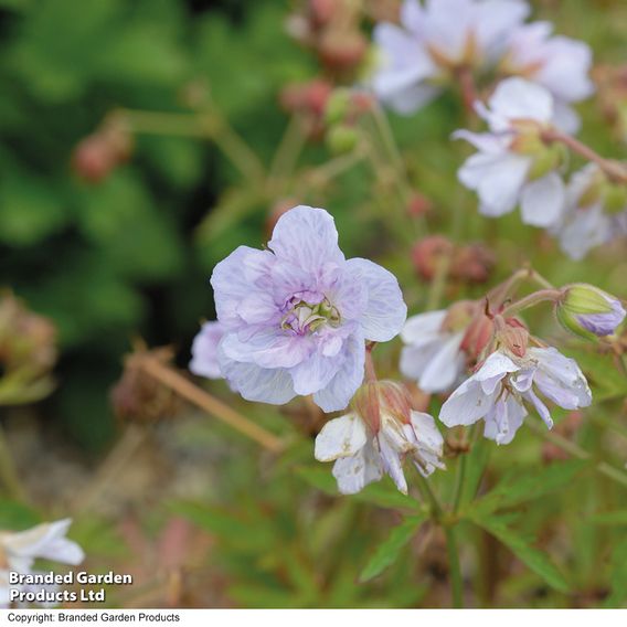Geranium pratense 'Cloud Nine'