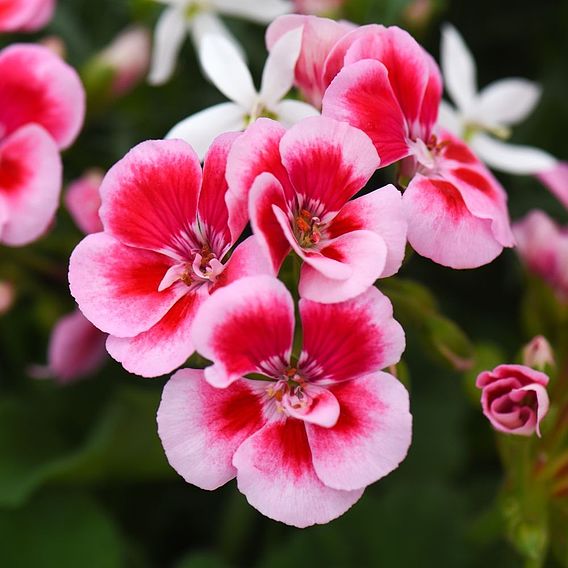 Geranium 'Flower Fairy Splash' Duo