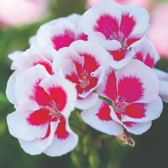 Geranium 'Flower Fairy Splash' Duo