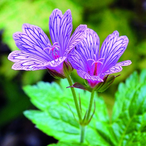 Geranium transversale 'Foundlings Friend'