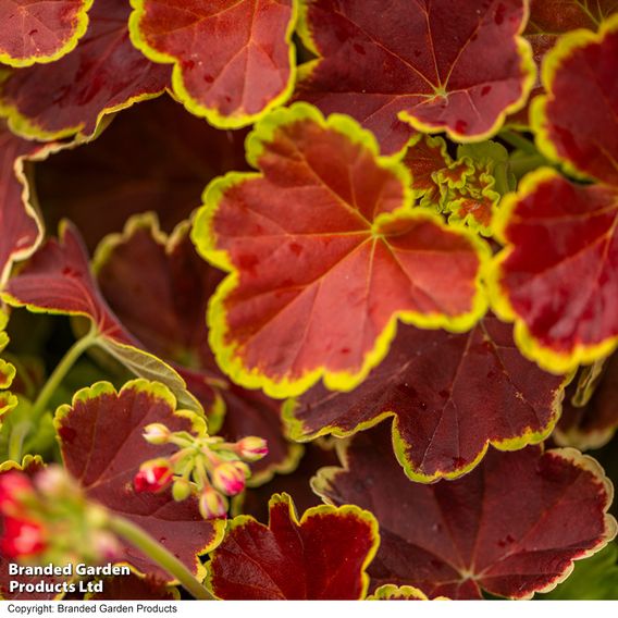 Geranium 'Grandeur Deco Caramel Red'
