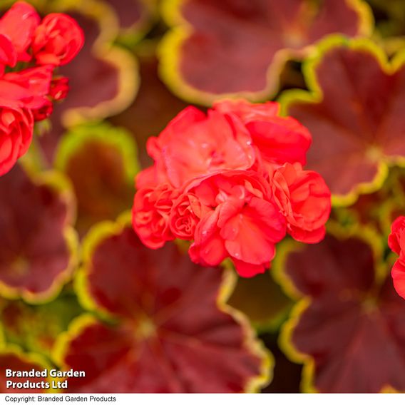 Geranium 'Grandeur Deco Caramel Red'