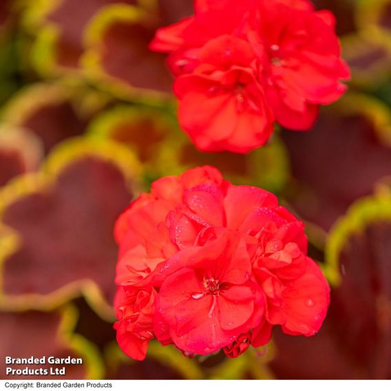 Geranium 'Grandeur Deco Caramel Red'