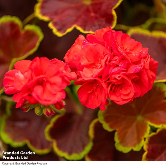 Geranium 'Grandeur Deco Caramel Red'