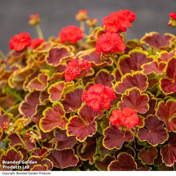 Geranium 'Grandeur Deco Caramel Red'