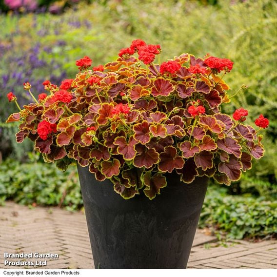 Geranium 'Grandeur Deco Caramel Red'