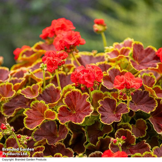 Geranium 'Grandeur Deco Caramel Red'