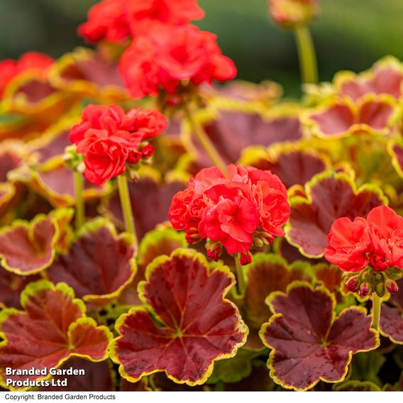 Geranium 'Grandeur Deco Caramel Red'