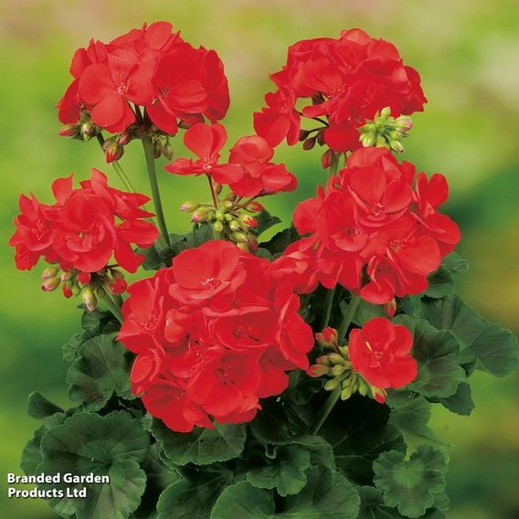 Geranium Giants Collection