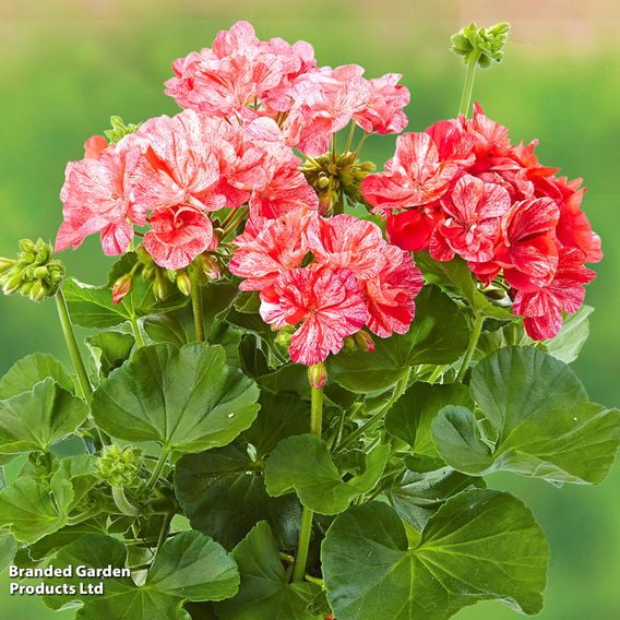 Geranium Giants Collection