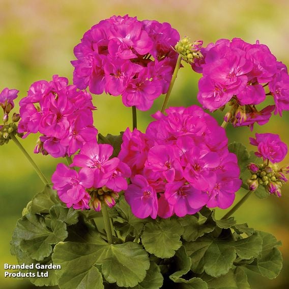Geranium Giants Collection