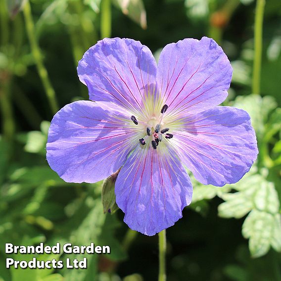 Geranium himalayense 'Gravetye'