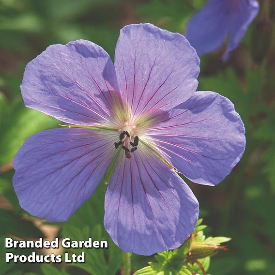 Geranium Hardy Mixed