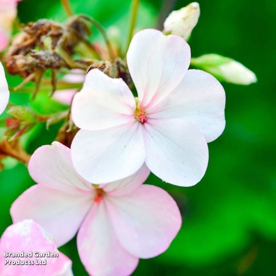 Geranium 'Horizon Appleblossom' F1