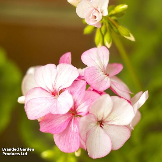 Geranium 'Horizon Appleblossom' F1