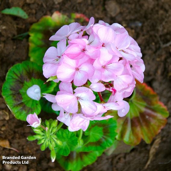 Geranium 'Horizon Appleblossom' F1